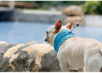 ArcticPaw Instant-Cool Pet Bandana - product photo 1