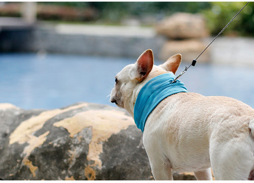 ArcticPaw Instant-Cool Pet Bandana - product photo 1