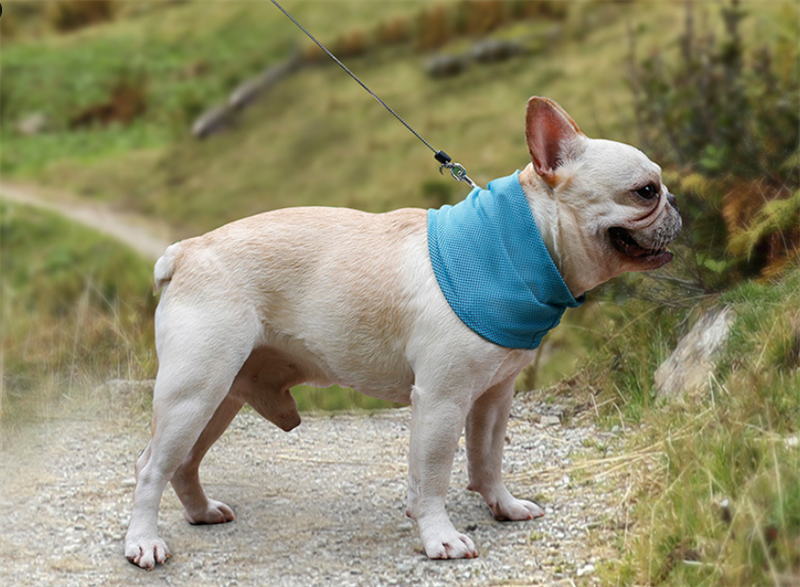 ArcticPaw Instant-Cool Pet Bandana - product photo 6