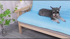 Schnauzer relaxing on the ArcticPaw cooling mat (real product)