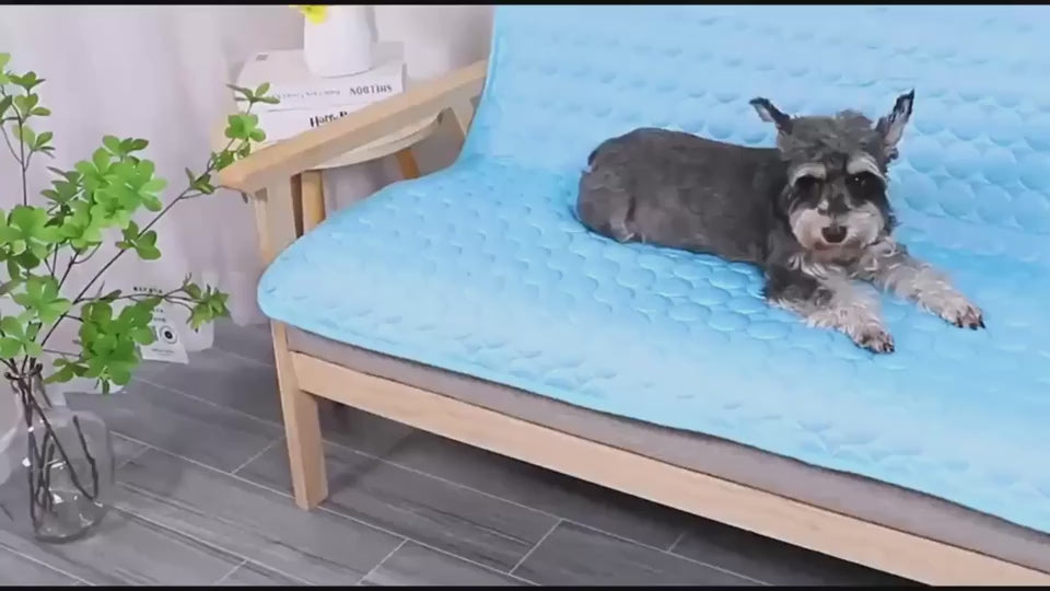 Schnauzer relaxing on the ArcticPaw cooling mat (real product)